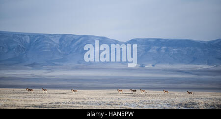 Golmud, la Cina della Provincia di Qinghai. 2° dic, 2016. Kiangs sono visti in Hoh Xil, a nord-ovest della Cina di Provincia di Qinghai, Dicembre 2, 2016. La quantità di animali selvatici in Sanjiangyuan aumentata di anno in anno grazie al potenziamento degli enti locali degli animali selvatici di consapevolezza di protezione. Credito: Wu pista/Xinhua/Alamy Live News Foto Stock