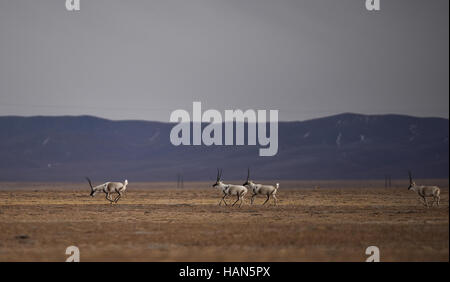 Golmud, la Cina della Provincia di Qinghai. 2° dic, 2016. Le antilopi tibetane sono visti in Hoh Xil, a nord-ovest della Cina di Provincia di Qinghai, Dicembre 2, 2016. La quantità di animali selvatici in Sanjiangyuan aumentata di anno in anno grazie al potenziamento degli enti locali degli animali selvatici di consapevolezza di protezione. Credito: Wu pista/Xinhua/Alamy Live News Foto Stock