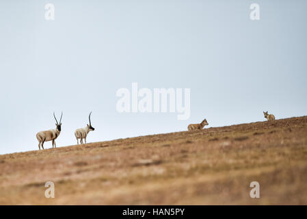 Golmud, la Cina della Provincia di Qinghai. 2° dic, 2016. Le antilopi tibetane sono visti in Hoh Xil, a nord-ovest della Cina di Provincia di Qinghai, Dicembre 2, 2016. La quantità di animali selvatici in Sanjiangyuan aumentata di anno in anno grazie al potenziamento degli enti locali degli animali selvatici di consapevolezza di protezione. Credito: Wu pista/Xinhua/Alamy Live News Foto Stock