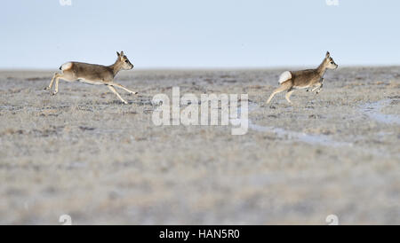 Golmud, la Cina della Provincia di Qinghai. 2° dic, 2016. Il Tibetano gazzelle sono visti in Hoh Xil, a nord-ovest della Cina di Provincia di Qinghai, Dicembre 2, 2016. La quantità di animali selvatici in Sanjiangyuan aumentata di anno in anno grazie al potenziamento degli enti locali degli animali selvatici di consapevolezza di protezione. Credito: Wu pista/Xinhua/Alamy Live News Foto Stock