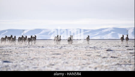 Golmud, la Cina della Provincia di Qinghai. 2° dic, 2016. Kiangs sono visti in Hoh Xil, a nord-ovest della Cina di Provincia di Qinghai, Dicembre 2, 2016. La quantità di animali selvatici in Sanjiangyuan aumentata di anno in anno grazie al potenziamento degli enti locali degli animali selvatici di consapevolezza di protezione. Credito: Wu pista/Xinhua/Alamy Live News Foto Stock