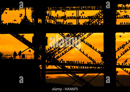 Aberystwyth Wales UK, sabato 03 novembre 2016 UK meteo : Come il sole che tramonta drammaticamente in un cielo arancione su Cardigan Bay su un altro amaramente fredda sera branchi di storni volare in dalla loro alimentazione diurno motivi di appollaiarsi su Aberystwyth pier sulla costa del Galles occidentale al tramonto ogni sera in autunno e inverno, e decine di migliaia di uccelli si riuniscono per posatoio insieme in modo sicuro durante la notte sulla struttura a reticolo di ghisa gambe sotto il lungomare vittoriano pier . Photo credit: Keith Morris/Alamy Live News Foto Stock