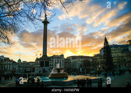 Londra, Regno Unito. 3 dicembre, 2016. Regno Unito Meteo. Nelson la colonna e Trafalgar Square albero di Natale contro un dorato tramonto in inverno Credito: Dinendra Haria/Alamy Live News Foto Stock