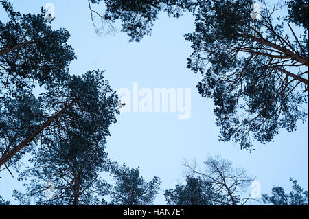 Cime di alberi di pino contro il cielo Foto Stock