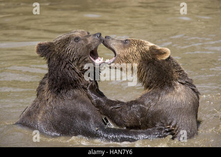 Unione orso bruno Foto Stock