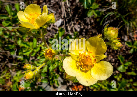 Renoncules sul Hellroaring Trail nel Parco Nazionale di Yellowstone Foto Stock