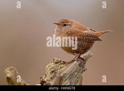 Wren del Nord Foto Stock