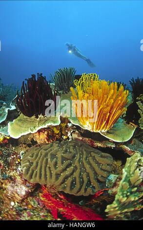 Korallengärten mit Taucherin Foto Stock