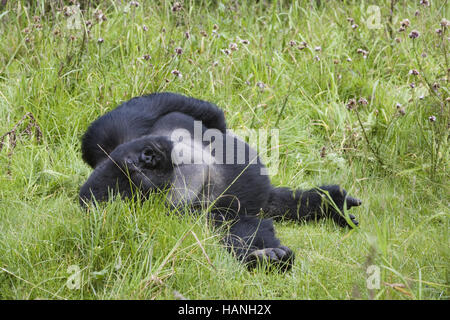 Gorilla di Montagna (Gorilla gorilla berengei) Foto Stock