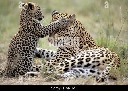 Leopardo Foto Stock