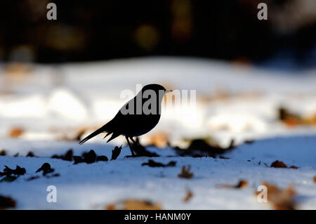 Silhouette di unione Robin (Erithacus rubecula) tra foglie secche nella neve. Mosca, Russia Foto Stock