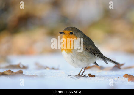 Unione Robin (Erithacus rubecula) svernamento nel parco della città. Mosca, Russia Foto Stock