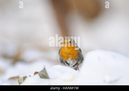 Unione Robin (Erithacus rubecula) nella neve. Mosca, Russia Foto Stock