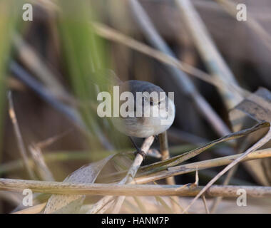 Siberian Chiffchaff, Phylloscopus collybita tristis, in un letto di reed, a Llyn Coed-y-dinas, Foto Stock