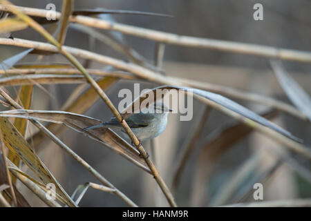 Siberian Chiffchaff, Phylloscopus collybita tristis, in un letto di reed, a Llyn Coed-y-dinas, Foto Stock