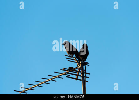 Due Carrion crows sull'antenna TV nella regolazione del sole Foto Stock