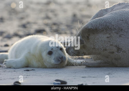 Foca grigia Foto Stock