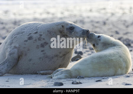 Foca grigia Foto Stock