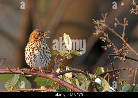 Singdrossel, tordo bottaccio, Turdus philomelos Foto Stock