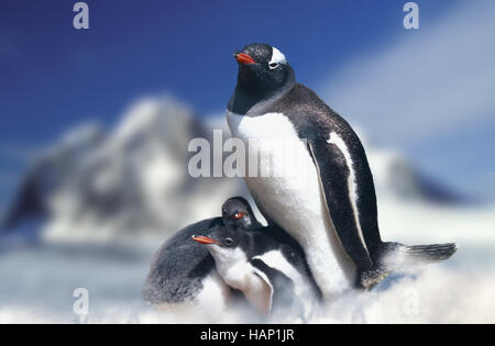 Eselspinguin, Pygoscelis papua, pinguino Gentoo Foto Stock