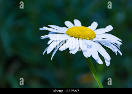 Bianco graminifolium Leucanthemum spring garden selvatica di piante e fiori Foto Stock