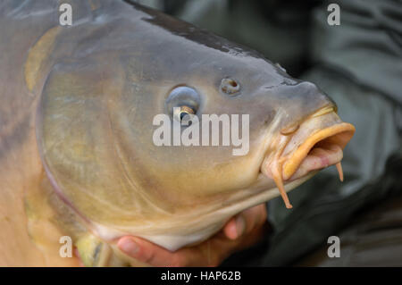 Carpa pesce appena pescato vicino fino all'aperto, Francia Foto Stock