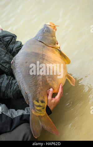 Carpa pesce appena pescato vicino fino all'aperto, Francia Foto Stock