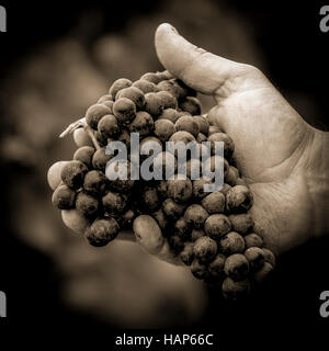 Raccolto di uve. Gli agricoltori le mani con appena raccolto di uva nera, Francia Foto Stock