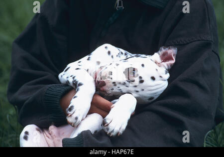 Junge Dalmatiner Foto Stock