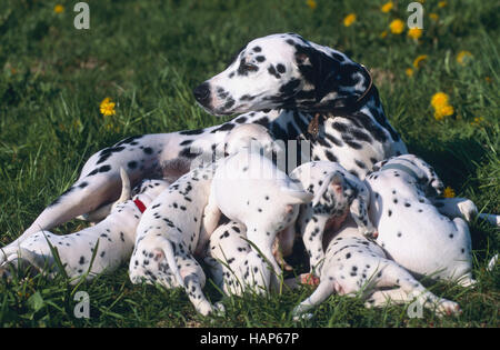 Dalmata Foto Stock