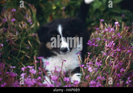 Australien Shepard x Border Collie Foto Stock