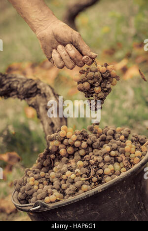 La muffa nobile di un vino di uva, uve con stampo, Botrytis, Sauternes, Francia Foto Stock