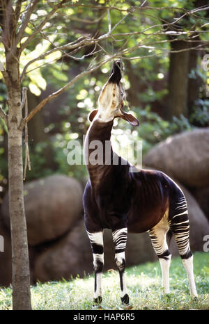 Okapi, Okapia johnstoni, foglie di alimentazione, Zoo Foto Stock