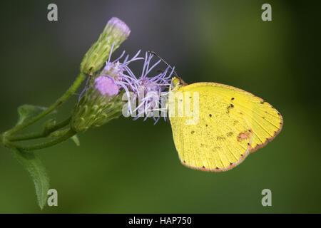 Piccolo giallo, Pyrisitia lisa Foto Stock