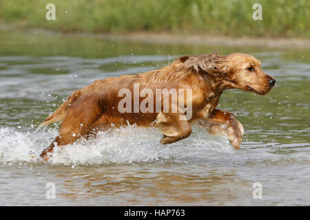 English Cocker Spaniel Foto Stock