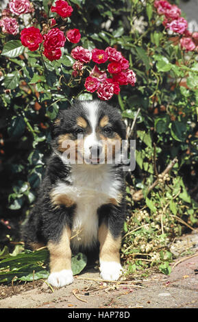 Collie di bordo Foto Stock