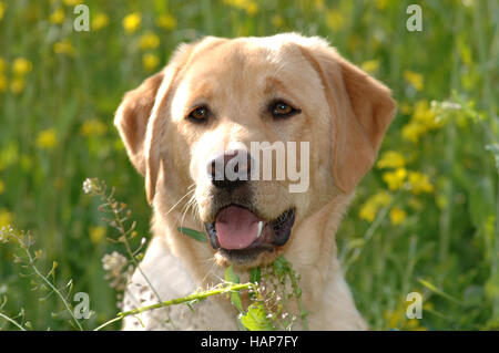 Junger Retriever, giovani Retriever Foto Stock