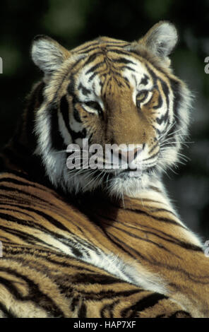 Tigre reale Foto Stock