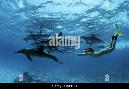 Il tursiope o delfino maggiore Foto Stock