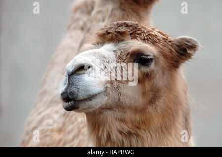 Due humped Bactrian camel Foto Stock