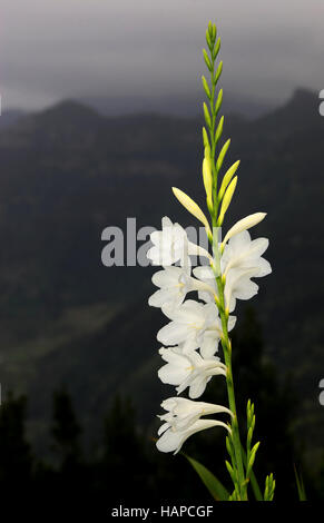 Crinum powellii x Foto Stock