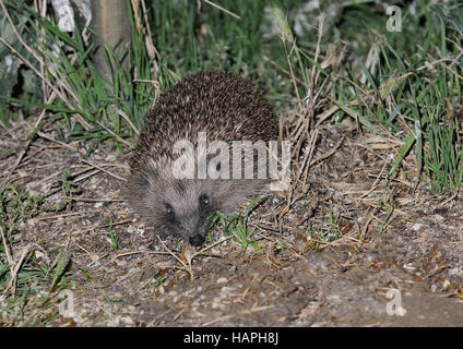 Un riccio (Erinaceus europaeus ) seaching per preda cibo nel suo giardino abode Foto Stock