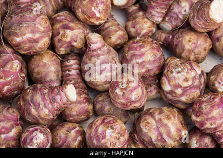 Carciofi Jurusalem, Helianthus tuberosus Foto Stock