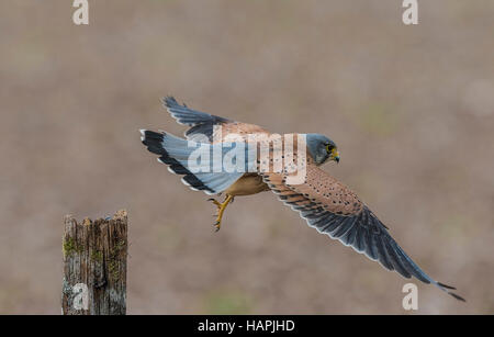 Maschio di gheppio in volo da un pesce persico Foto Stock