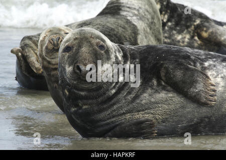 Kegelrobbe (Halichoerus grypus) Guarnizione grigio Foto Stock