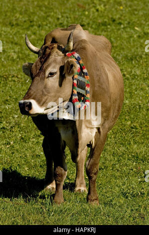 Allgäuer Razza Braunvieh (Bos taurus) Foto Stock