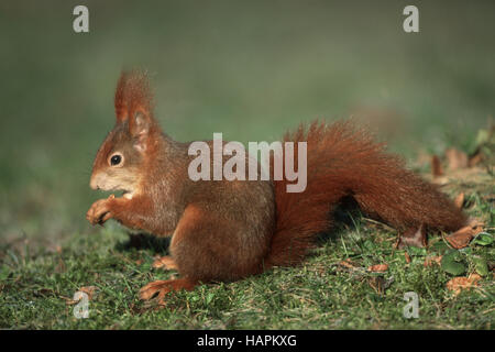 Eichhoernchen, scoiattolo rosso Sciurus vulgaris Foto Stock