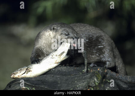 Fischotter, Lontra europea (Lutra lutra) Foto Stock