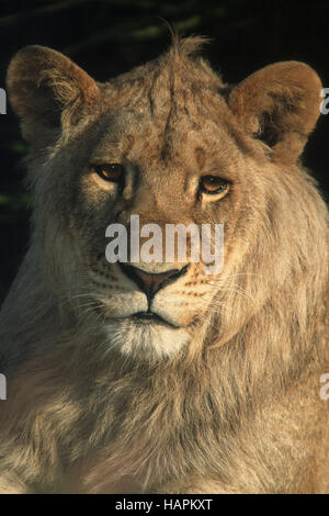 Junger Loewe, giovane Lion (Panthera leo) Foto Stock