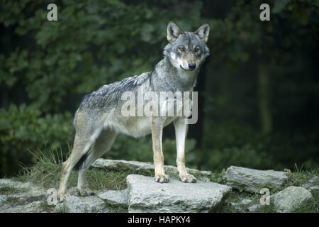 Lupo europeo, Canis lupus), Europa Foto Stock